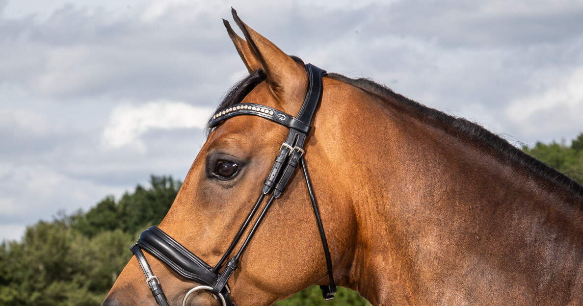 Dressage bridle deals