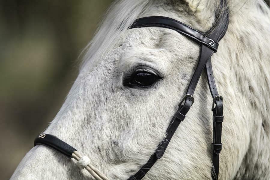 Bridon Sans Mors Frdhee Lilly Pour Cheval - Noir, Confortable Et Avec Rênes